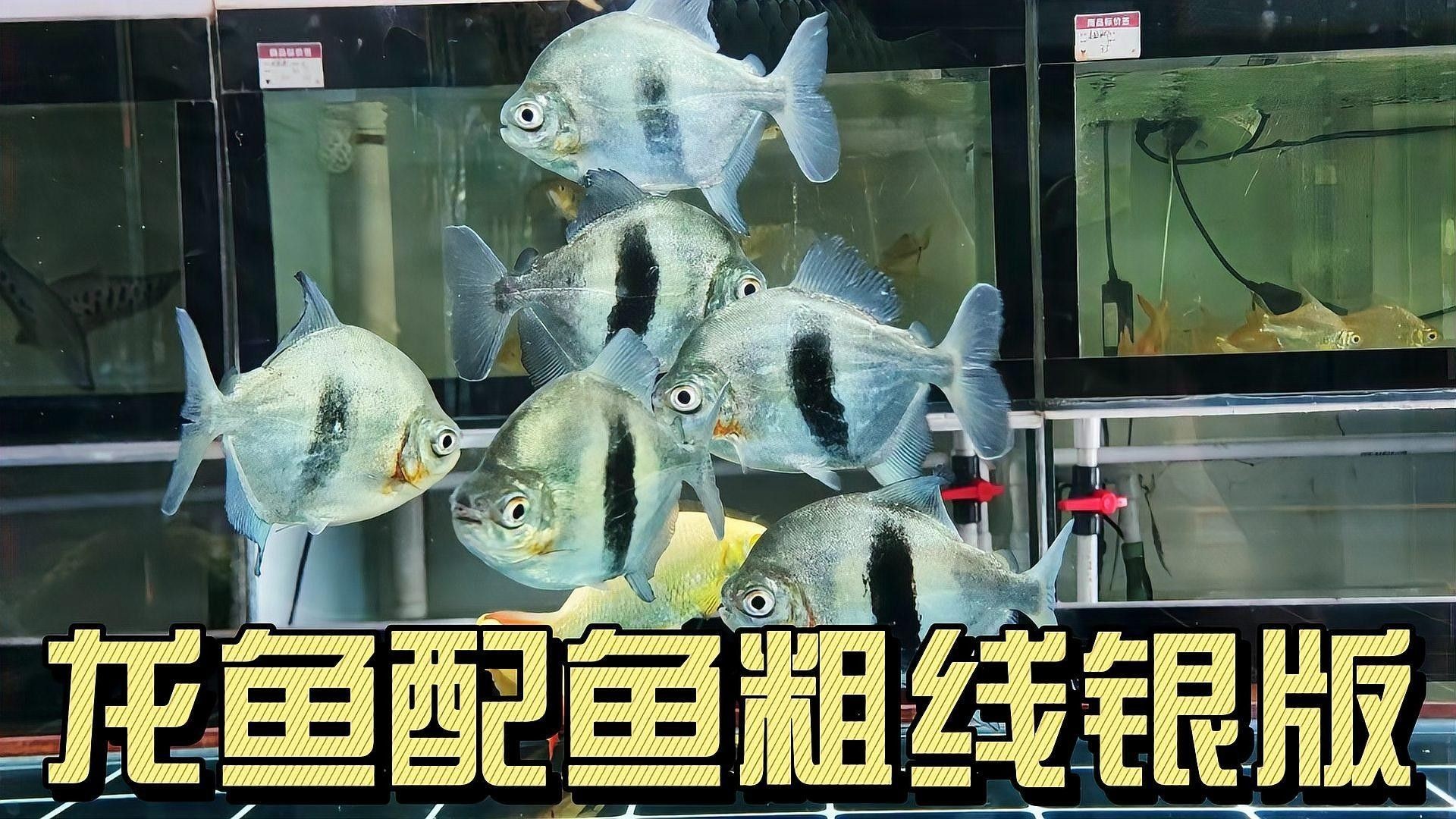 粗線銀板魚和羅漢混養可以嗎？