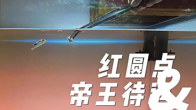 紅圓點狗頭魚能長多大（紅圓點狗頭魚的成年體長）