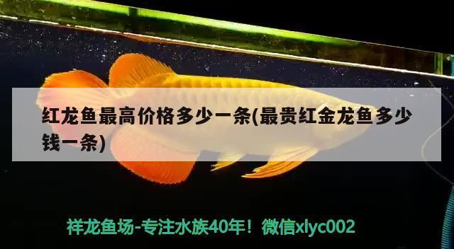 紅龍魚最高價格多少一條(最貴紅金龍魚多少錢一條)（世界上最貴的觀賞魚最高價格多少一條血紅龍魚最高價格多少一條） 紅龍魚最高價格多少一條(最貴紅金龍魚多少錢一條)（世界上最貴的觀賞魚最高價格多少一條血紅龍魚最高價格多少一條） 觀賞魚百科