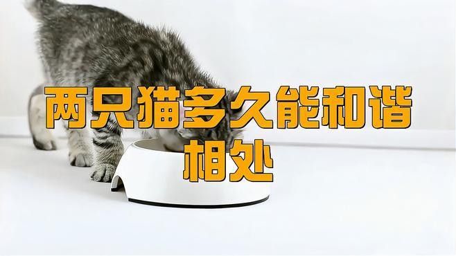 混養(yǎng)初期需要多久觀察互動情況（貓咪混養(yǎng)初期的觀察互動時間）