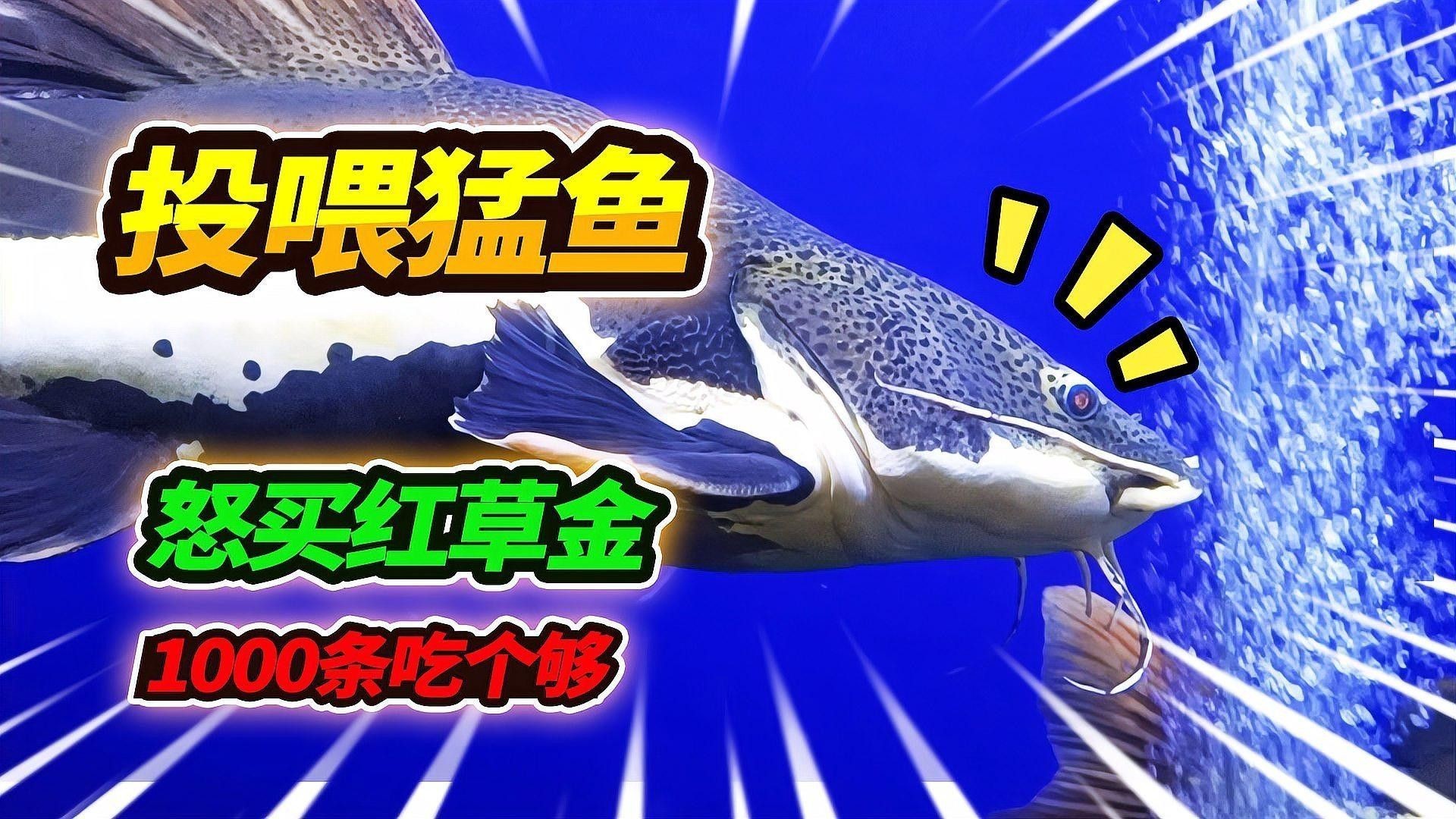 如何判斷飼料魚是否消毒徹底（如何判斷飼料魚是否消毒徹底在水產養殖中確保飼料魚的衛生安全）