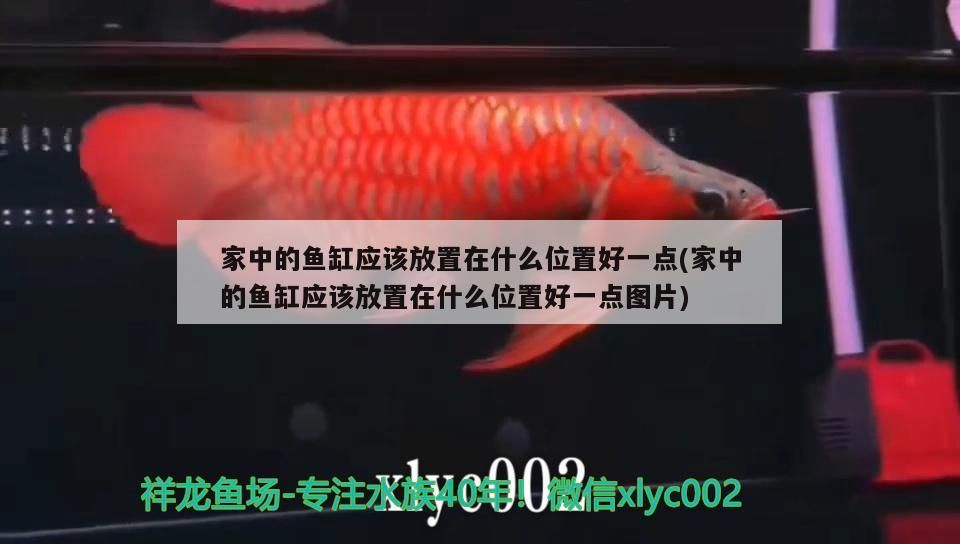 家中的魚缸應該放置在什么位置好一點(家中的魚缸應該放置在什么位置好一點圖片)（家中的魚缸放在什么位置最合適，放在什么位置最合適） 家中的魚缸應該放置在什么位置好一點(家中的魚缸應該放置在什么位置好一點圖片)（家中的魚缸放在什么位置最合適，放在什么位置最合適） 觀賞魚百科