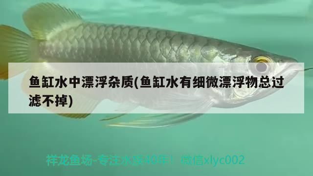 魚缸水中漂浮雜質(魚缸水有細微漂浮物總過濾不掉) 魚缸水中漂浮雜質(魚缸水有細微漂浮物總過濾不掉) 觀賞魚百科