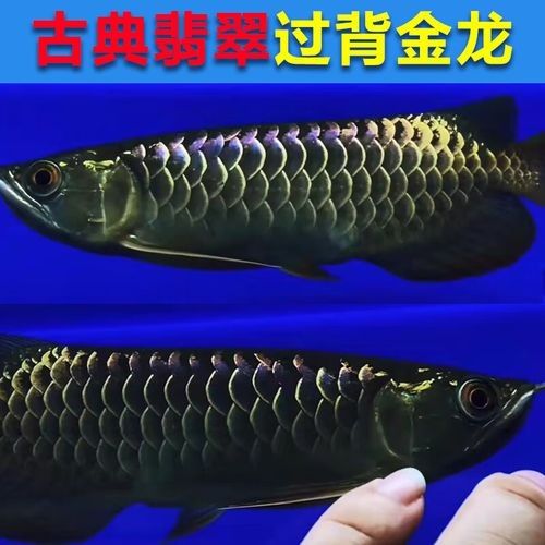 藍(lán)黃龍魚有哪些品種？（關(guān)于藍(lán)黃龍魚品種的基本信息：藍(lán)黃龍魚品種指南）