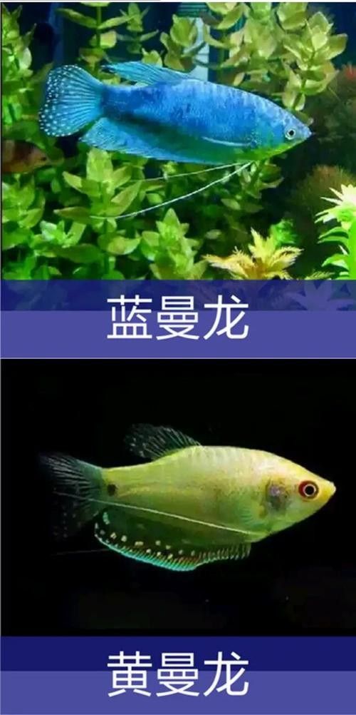 藍(lán)黃龍魚有哪些品種？（關(guān)于藍(lán)黃龍魚品種的基本信息：藍(lán)黃龍魚品種指南）