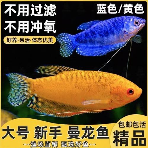 藍(lán)黃龍魚有哪些品種？（關(guān)于藍(lán)黃龍魚品種的基本信息：藍(lán)黃龍魚品種指南）