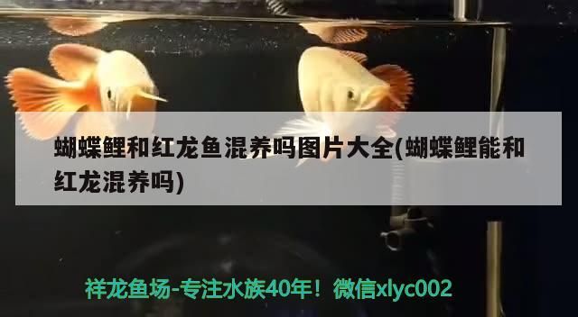 蝴蝶鯉和紅龍魚混養嗎圖片大全(蝴蝶鯉能和紅龍混養嗎)
