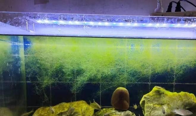 金龍魚換水時可以洗棉嗎？（夏季給魚缸換水，為什么不要同時清洗濾棉） 金龍魚換水時可以洗棉嗎？（夏季給魚缸換水，為什么不要同時清洗濾棉） 龍魚百科 第3張