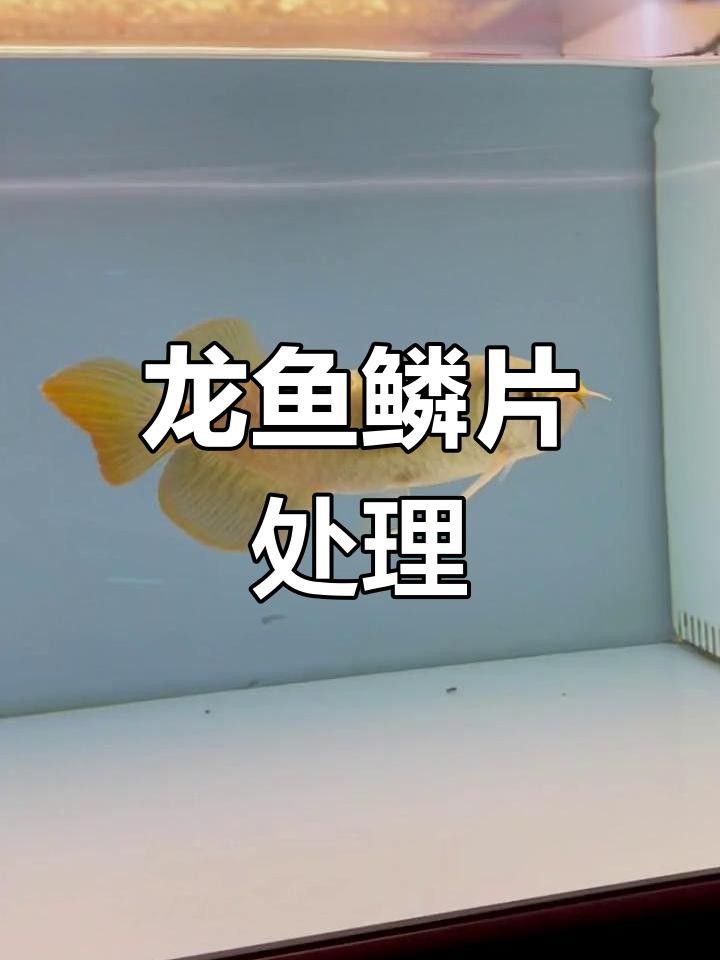 龍魚鱗片壞了用拔掉嗎 龍魚鱗片壞了用拔掉嗎 觀賞魚百科 第1張