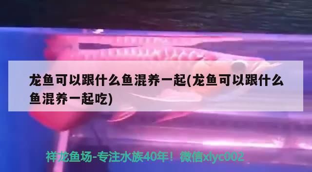 龍魚可以跟什么魚混養一起(龍魚可以跟什么魚混養一起吃)（龍魚可以和什么魚混養一起吃）