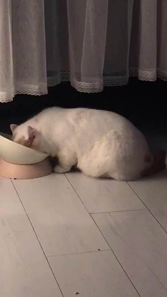 龍貓換糧后多久開始長胖（龍貓換糧后多久開始長胖，）