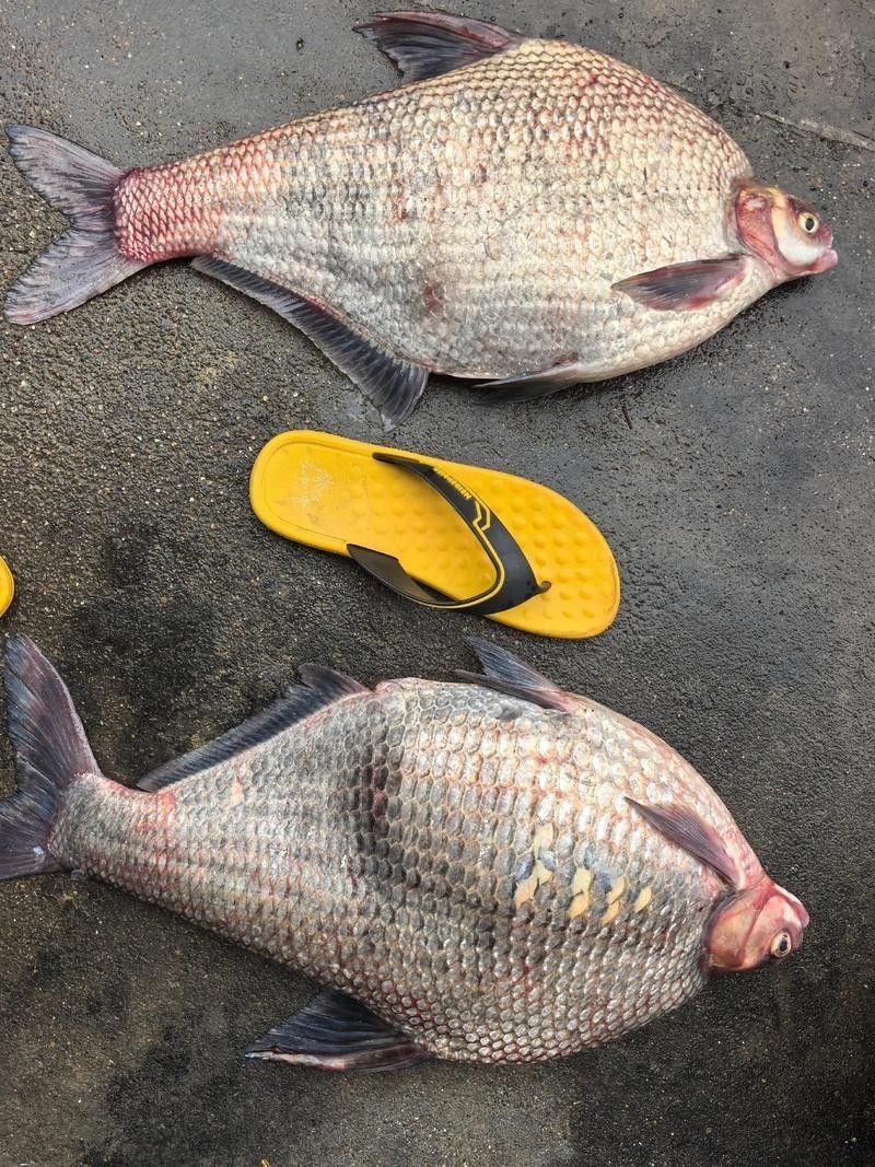 鳊魚最好的三個品種（鳊魚哪個品種好吃武漢譽祥科技聽推薦）