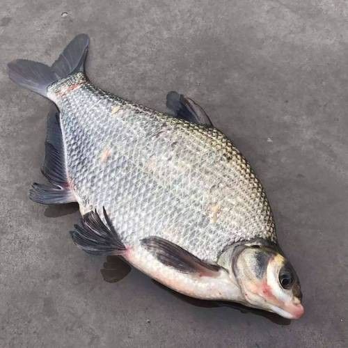 鳊魚最好的三個品種（鳊魚哪個品種好吃武漢譽祥科技聽推薦）