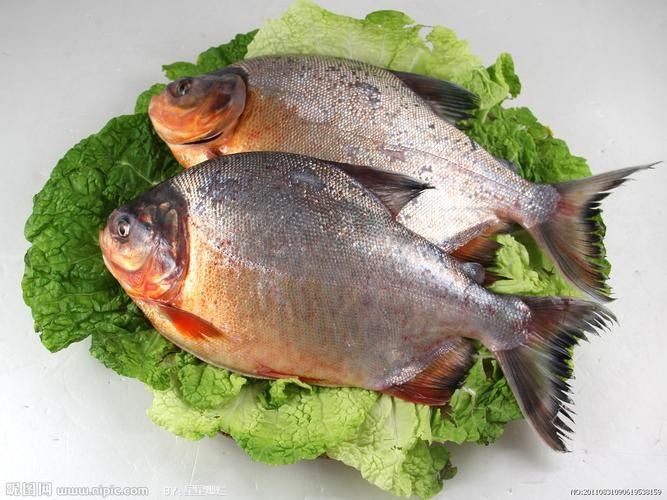 鳊魚最好的三個品種（鳊魚哪個品種好吃武漢譽祥科技聽推薦）