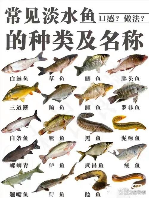 鳊魚最好的三個品種（鳊魚哪個品種好吃武漢譽祥科技聽推薦）