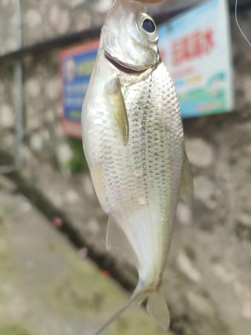 鳊魚最好的三個品種（鳊魚哪個品種好吃武漢譽祥科技聽推薦）