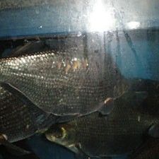 鳊魚最好的三個品種（鳊魚哪個品種好吃武漢譽祥科技聽推薦）