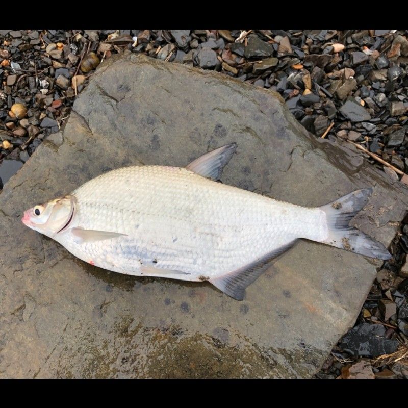 鳊魚最好的三個品種（鳊魚哪個品種好吃武漢譽祥科技聽推薦）