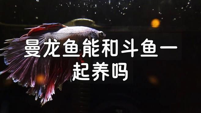 曼龍魚可以和其他什么魚混養（曼龍魚可以和哪些魚混養）