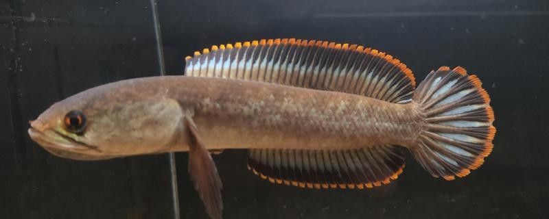 如何判斷彩虹雷龍魚是否發情？（判斷彩虹雷龍魚是否發情，需要觀察其行為和生理變化）