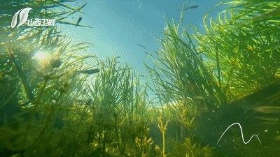 朔州虹鱒魚的故事 朔州虹鱒魚的故事 觀賞魚百科 第5張