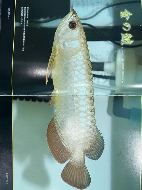 龍魚之巔論壇如何聯(lián)系賣家（如何在龍魚之巔論壇上聯(lián)系賣家購買或出售龍魚）