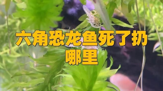 龍魚死后的處理方法