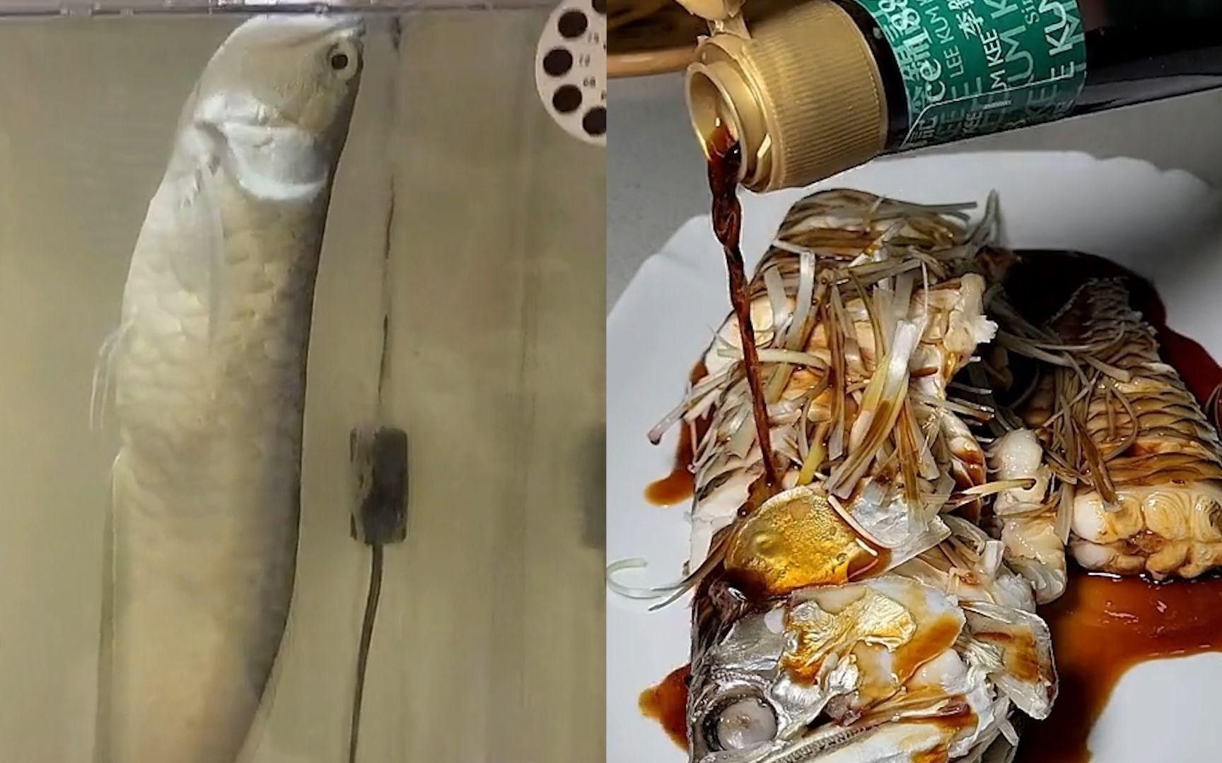 龍魚死后的處理方法