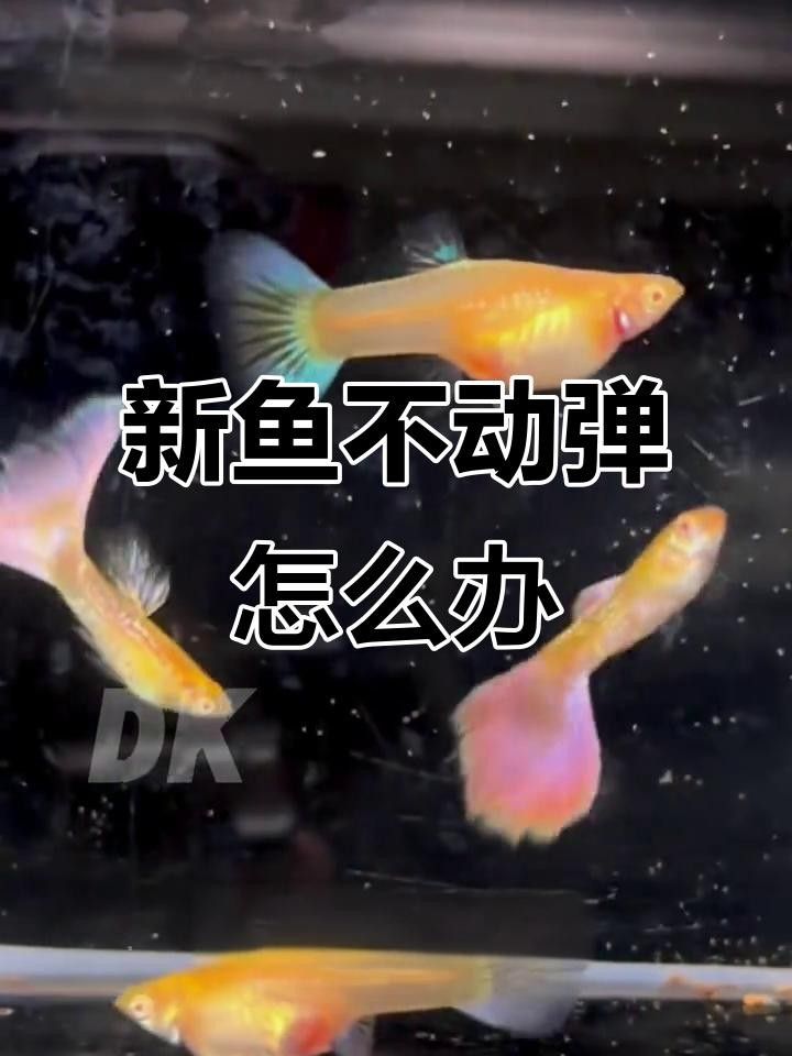 剛入缸的龍魚不愛動（剛入缸的龍魚不愛動，本文探討了新加入魚缸中的龍魚不活躍行為）