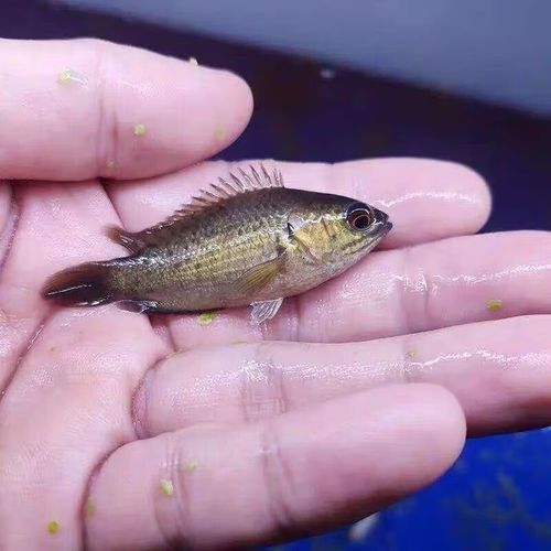 過山龍魚的市場價格是多少