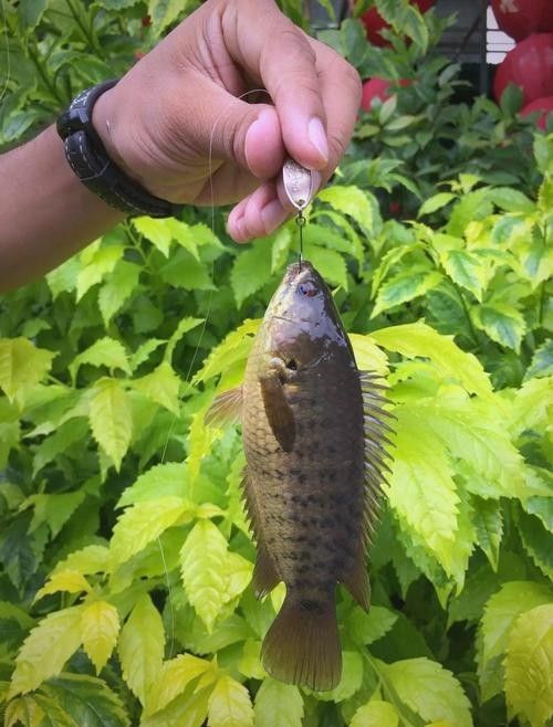 過山龍魚的市場價格是多少