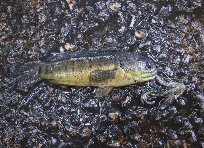 過山龍魚的市場價格是多少