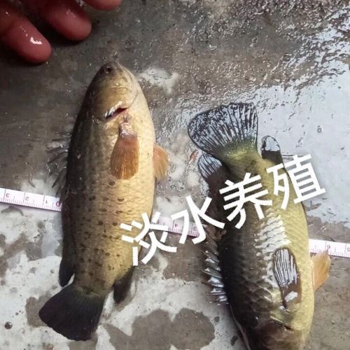 過山龍魚的市場價格是多少