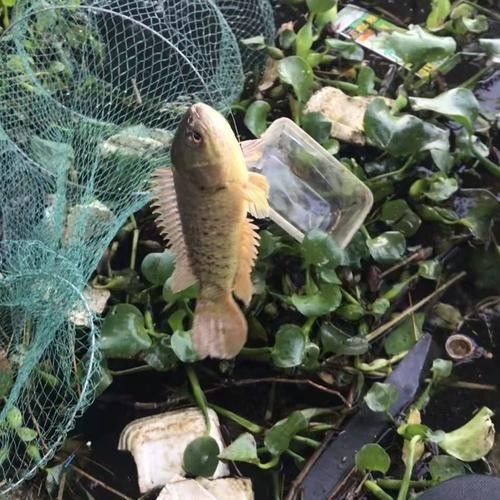 過山龍魚的市場價格是多少