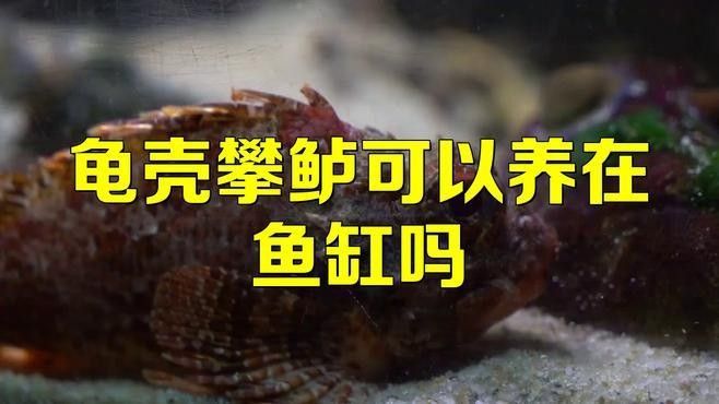 過山龍魚的市場價格是多少
