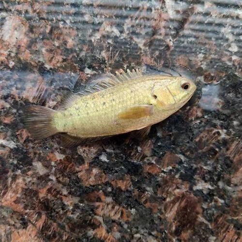 過山龍魚的市場價格是多少