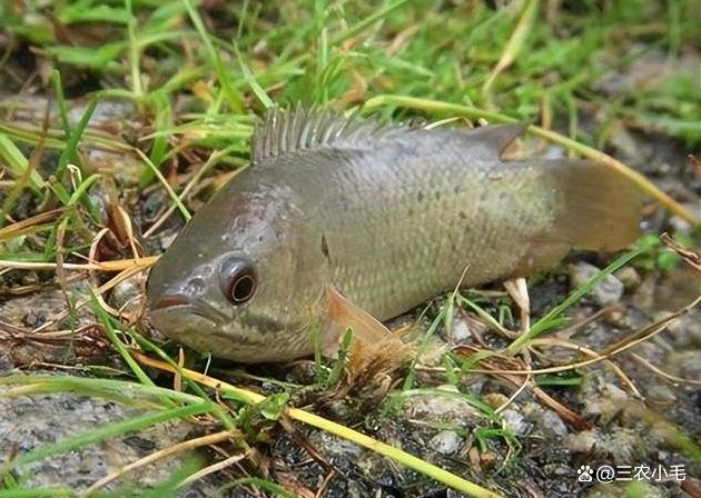 過山龍魚的市場價格是多少