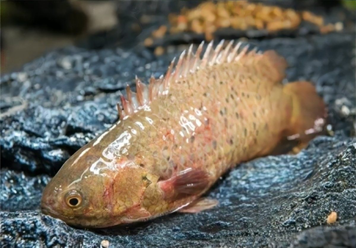 過山龍魚的市場價格是多少