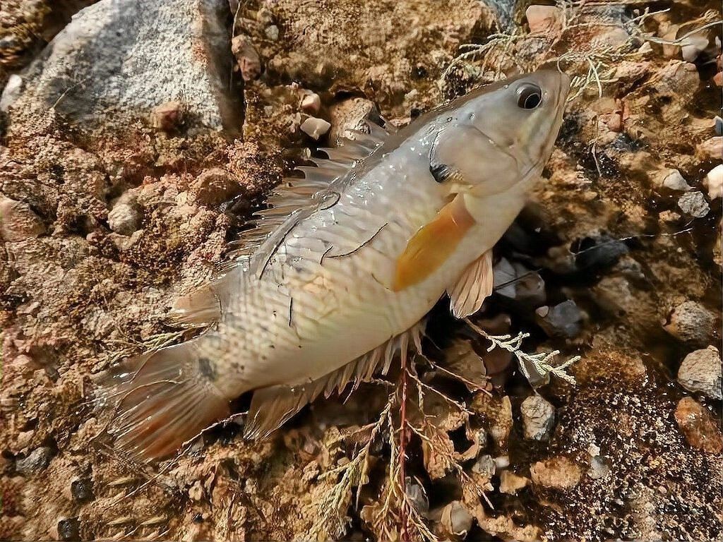 過山龍魚的市場價格是多少