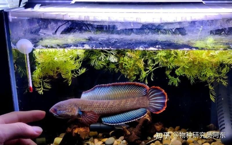 彩虹雷龍魚繁殖需要多長時間？