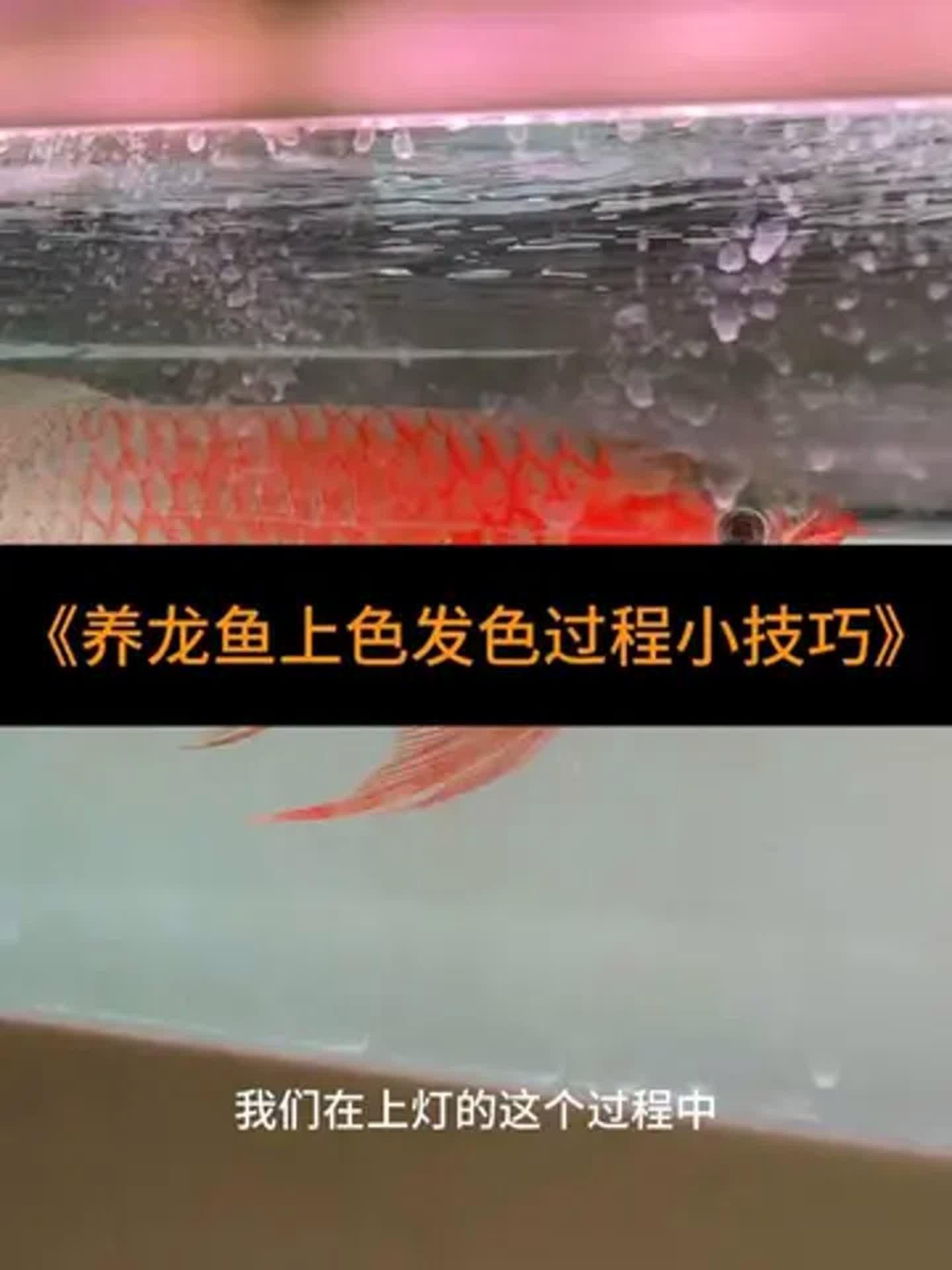 如何讓龍魚發(fā)色更好一些（龍魚發(fā)色管理技巧） 如何讓龍魚發(fā)色更好一些（龍魚發(fā)色管理技巧） 觀賞魚百科 第10張