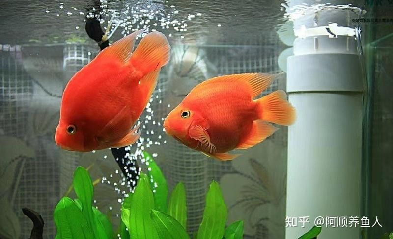 龍魚嘴白白的圖片（龍魚嘴上長出白色肉球劇癮者bup）