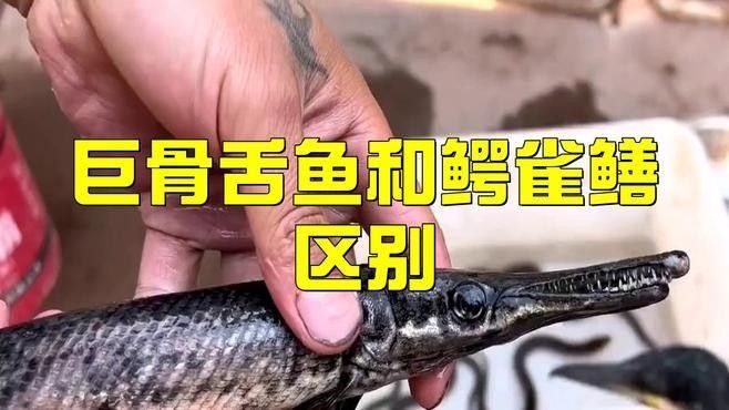 如何區分不同科的骨舌魚？（區分不同科的骨舌魚需要仔細觀察其體型、體色以及生活習性） 如何區分不同科的骨舌魚？（區分不同科的骨舌魚需要仔細觀察其體型、體色以及生活習性） 龍魚百科 第2張