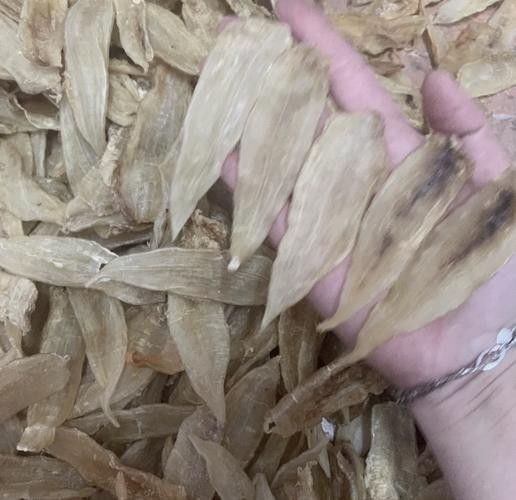 小金龍魚膠的價格范圍(小金龍魚膠的價格范圍在幾十元到幾百元人民幣不等) 龍魚百科 第7張 小金龍魚膠的價格范圍(小金龍魚膠的價格范圍在幾十元到幾百元人民幣不等) 小金龍魚膠的價格范圍(小金龍魚膠的價格范圍在幾十元到幾百元人民幣不等) 龍魚百科 第7張