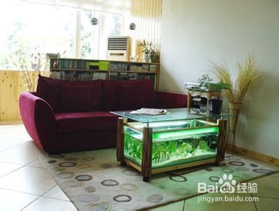 龍魚水質管理技巧（關于龍魚的問題問答） 龍魚水質管理技巧（關于龍魚的問題問答） 觀賞魚百科