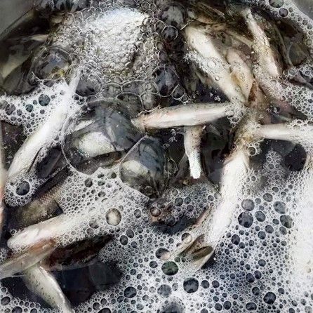 開江魚是什么意思（“開江魚”是什么意思）