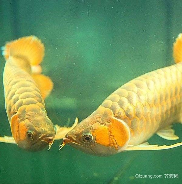 紅龍發色期間需要增加投喂量嗎（探討紅龍發色期間是否需要增加投喂量的問題） 紅龍發色期間需要增加投喂量嗎（探討紅龍發色期間是否需要增加投喂量的問題） 龍魚百科 第1張