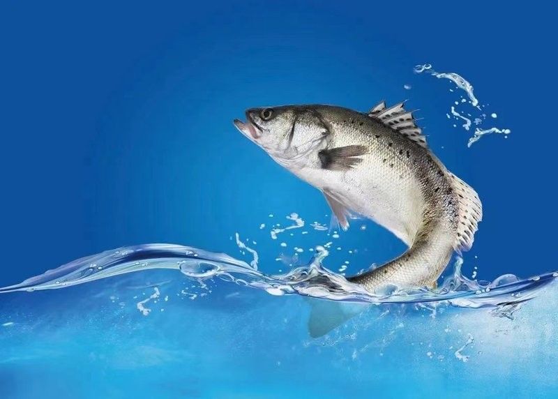 九龍江里都有什么魚種（九龍江流域擁有多種魚類種類而受到釣魚愛好者的青睞）