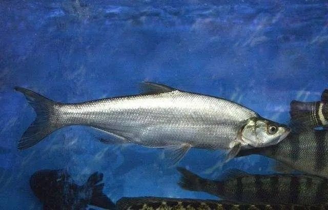 九龍江里都有什么魚種（九龍江流域擁有多種魚類種類而受到釣魚愛好者的青睞）