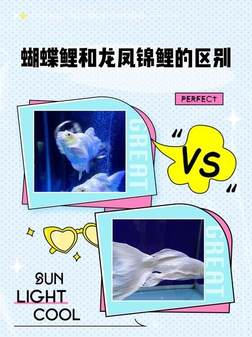龍鳳魚一條多少錢（龍鳳錦鯉的價格范圍是多少？）